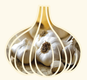Garlic From Around the World